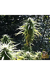 Auto Fast Bud Feminised
