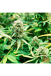 Auto Gorilla Glue Feminised