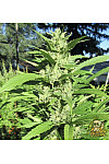 Auto Gorilla Zkittlez Feminised