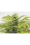 Auto Green Gelato Feminised Auto Green Gelato Feminised