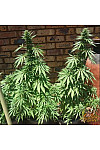 Auto Haze Xxl Feminised