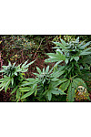 Auto Hindu Kush Feminised Auto Hindu Kush Feminised