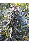 Auto Jack 47 Feminised