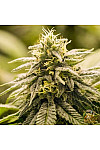 Auto Jack Herer Feminised