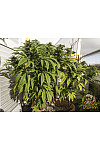 Auto LSD Feminised