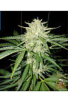 Auto Opium Feminised