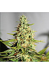Auto Pineapple Express Feminised