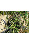 Auto Pure Power Plant Feminised