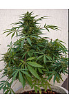 Auto Skunk Feminised