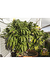 Auto Super Critical Feminised