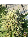 Auto Sweet Cheese Feminised
