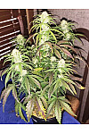 Auto Sweet Skunk Feminised