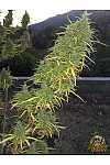 Auto White Haze Feminised