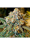 Auto White Russian Feminised Auto White Russian Feminised