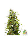 Auto White Russian XXL Feminised Auto White Russian XXL Feminised