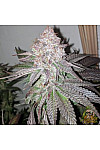 Auto White Widow Feminised