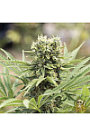 Auto Afghan Kush Feminised Auto Afghan Kush Feminised