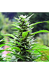 Auto Afghani №1