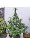 Auto Big Bang Auto Big Bang