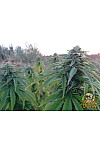 Auto Black Jack