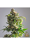 Auto Blueberry Auto Blueberry