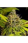 Auto Critical Auto Critical