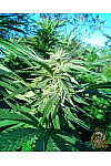 Auto Diesel