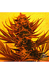 Auto Dr. Grinspoon Auto Dr. Grinspoon