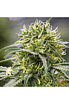 Auto Euphoria Auto Euphoria