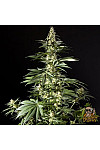 Auto Gagarin Haze