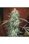 Auto Gorilla Glue