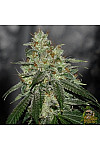 Auto Hindu Kush
