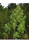 Auto Jack Herer Auto Jack Herer