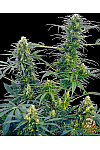 Auto Opium Auto Opium