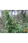 Auto Pineapple Express Auto Pineapple Express