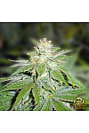 Auto Purple Auto Purple