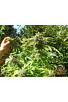 Auto Skunk Auto Skunk