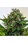 Auto Tutankhamon