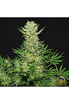 Auto White Russian