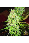 Auto White Russian XXL Auto White Russian XXL
