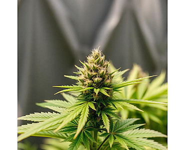 Лучшие высокоурожайные сорта семян каннабиса Лучшие высокоурожайные сорта семян каннабиса