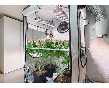 Як вирощувати марихуану в гаражі