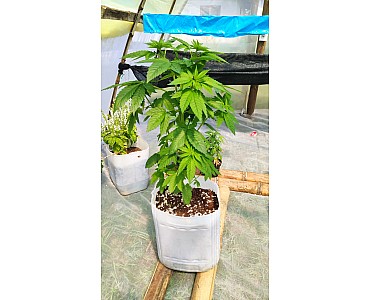 Выращивание марихуаны в горшках
