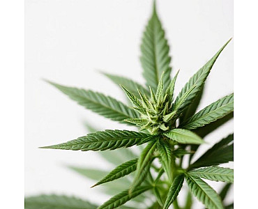 Користь марихуани для організму людини Користь марихуани для організму людини