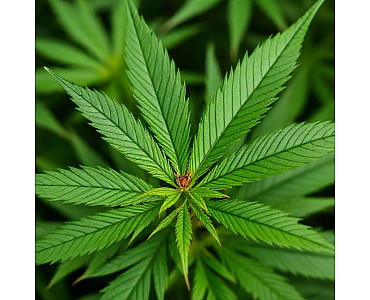 Чим обприскувати листя марихуани від шкідників? Чим обприскувати листя марихуани від шкідників?