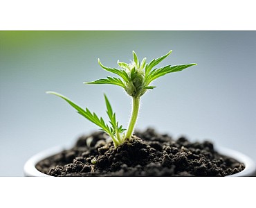 Розуміння процесу проростання насіння канабісу
