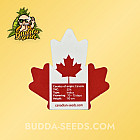 Семена конопли Auto Black Diamond Feminized (Canadian Seeds) Семена конопли Auto Black Diamond Feminized (Canadian Seeds)