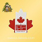 Насіння конопель Auto Black Gold Feminized (Canadian Seeds)