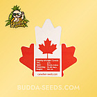 Насіння конопель Auto Bubba Kush Feminized (Canadian Seeds)