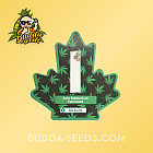 Насіння конопель Auto Bubba Kush Feminized (Canadian Seeds)